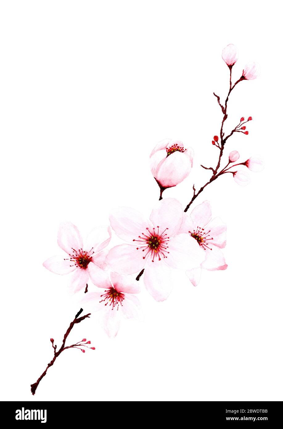 Rametti in fiore di ciliegio dipinto a mano. Decorazione primavera o estate sakura design, illustrazione isolato su sfondo bianco. Foto Stock