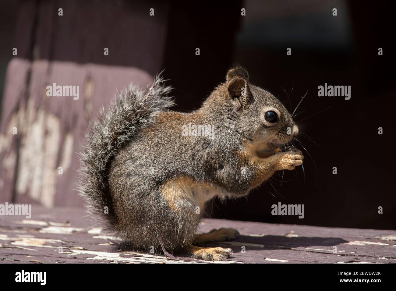 Uno Squirrel di Douglas (Tamiasciurus duglasii) mangia un mortel su un tavolo da picnic nella Deschutes National Forest, Oregon Foto Stock