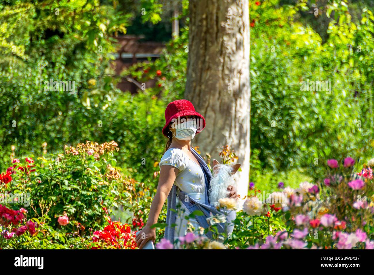 Attraente giovane donna che indossa maschera protettiva e che porta un cane piccolo cammina in un roseto recentemente riaperto. Foto Stock
