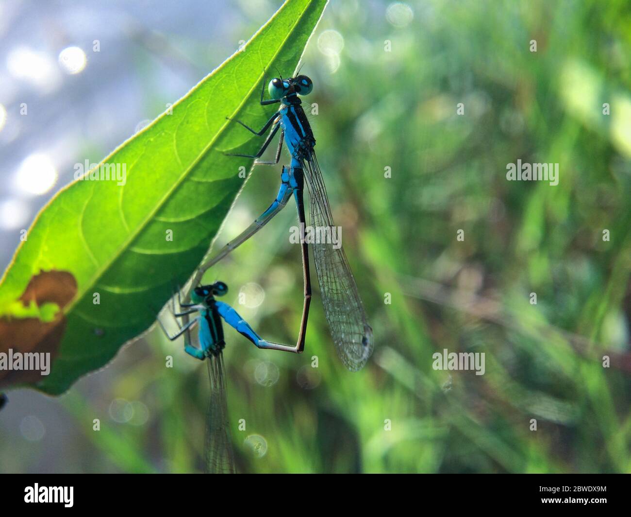Accoppiamento due libellule blu sulla foglia. Primo piano di due belle damselflies mate durante la stagione di riproduzione su una foglia con sfondo sfocato. SP Foto Stock