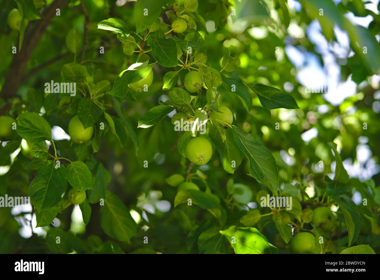 Vista completa della struttura di un albero di mele verde con un sacco di mele in crescita Foto Stock