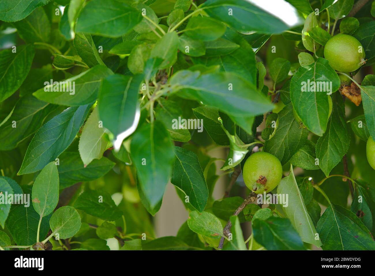 Vista completa della struttura di un albero di mele verde con un sacco di mele in crescita Foto Stock