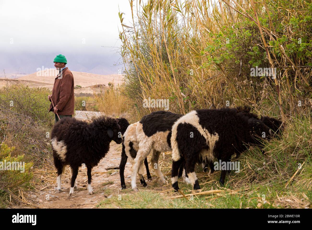Un berbero tende alle sue pecore a Midelt, Marocco Foto Stock