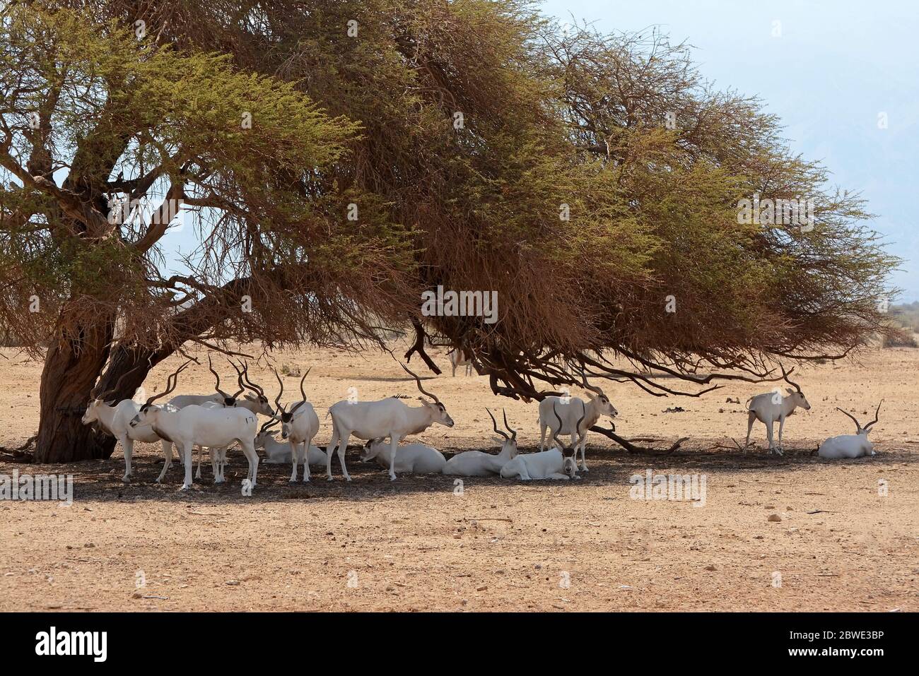 Antilope bianca, Addax nasomaculatus, all'ombra di un albero di Acacia nel deserto Foto Stock