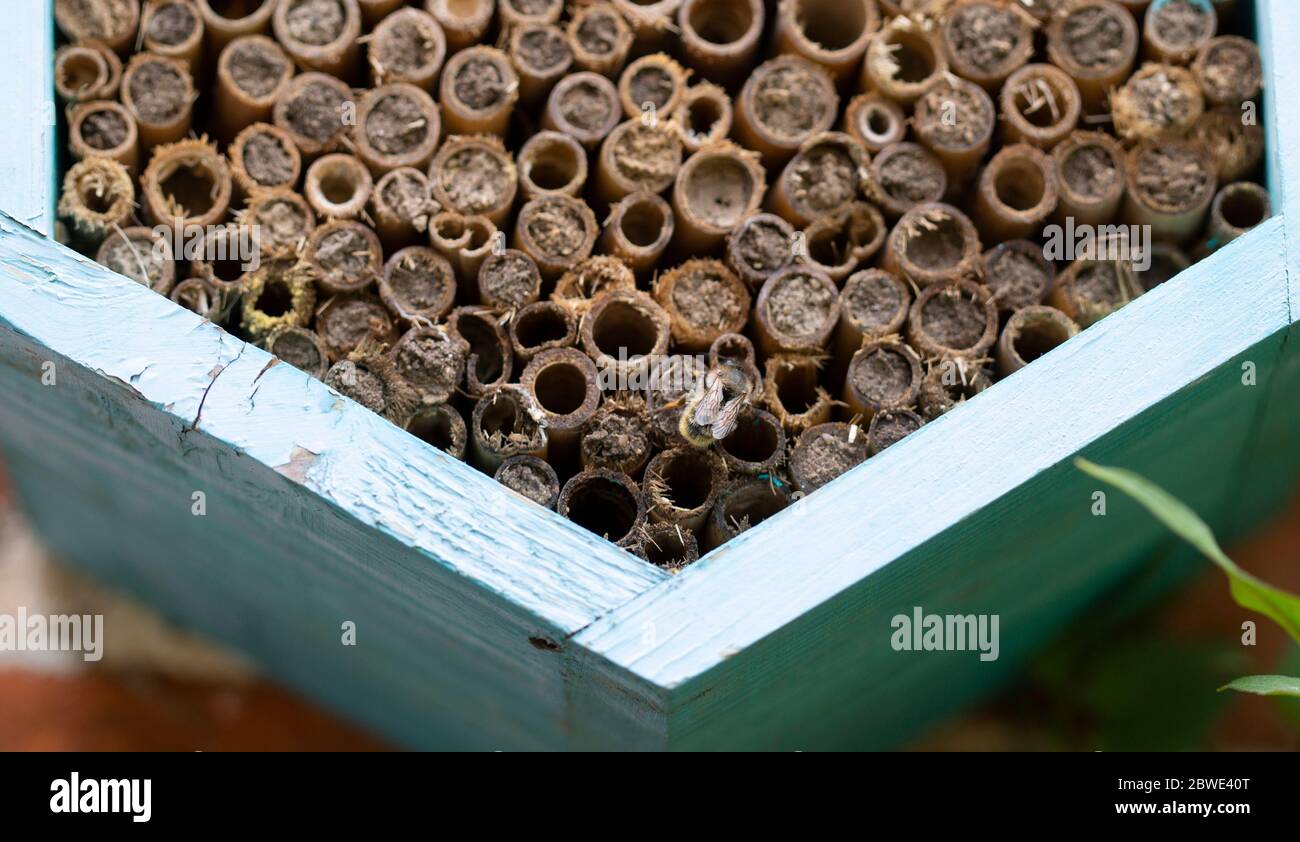 Api masculanti, specie di api, genere Osmia, famiglia Megachilidae, nido di costruzione Foto Stock