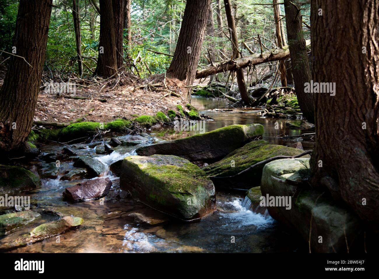 Ruscello di montagna calmante su Game Lands in Pennsylvania Foto Stock