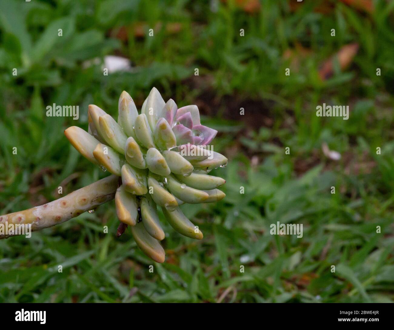 Piante succulente sane closeup Foto Stock