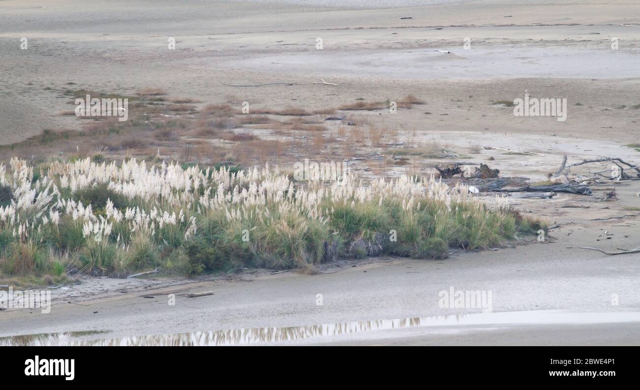 Estuario con vegetazione durante la bassa marea e fangosa esposta Foto Stock