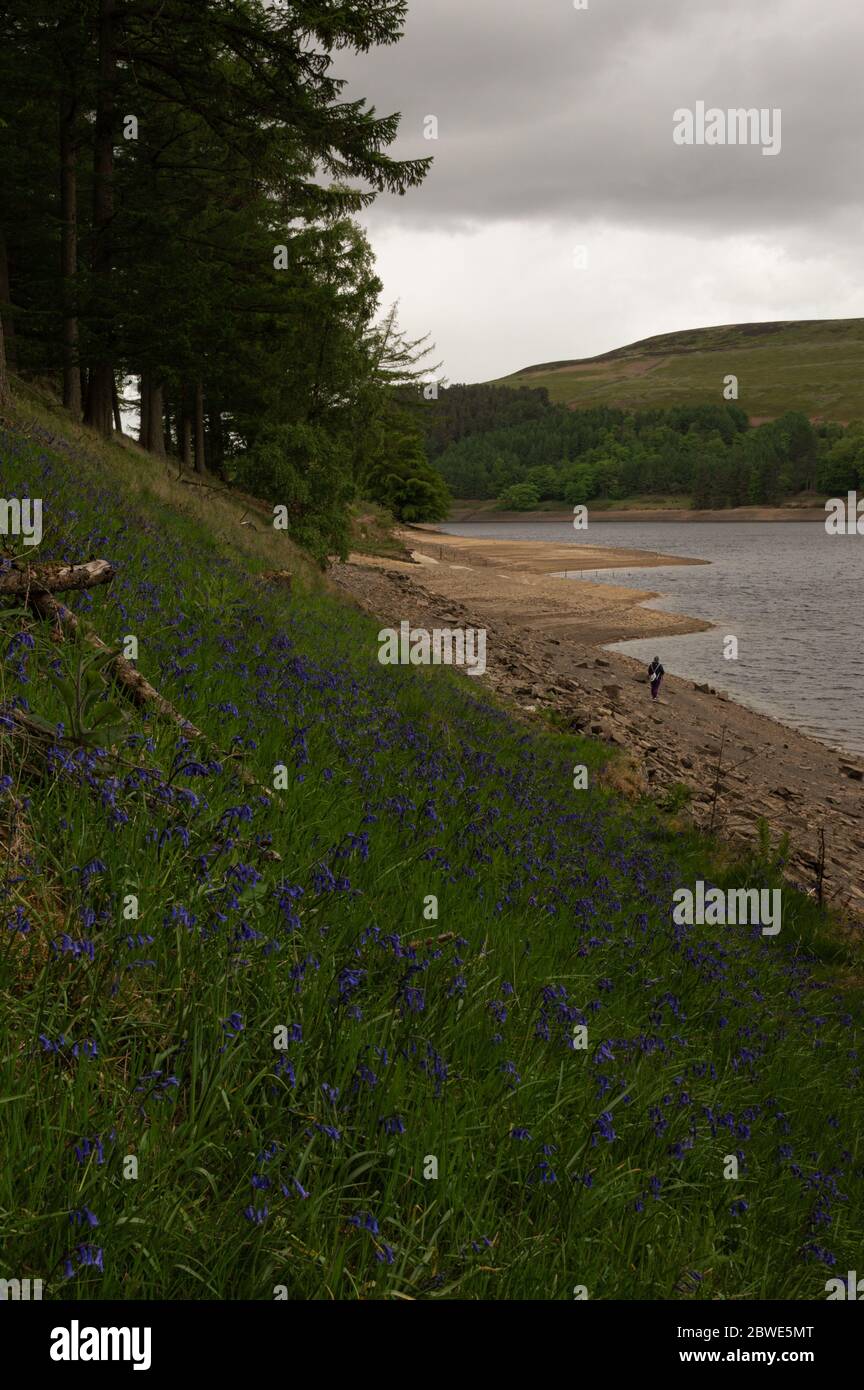 Un camminatore che cammina lungo la riva del bacino idrico di Derwent con le bluebells in primo piano, nel quartiere di Peak, Regno Unito Foto Stock