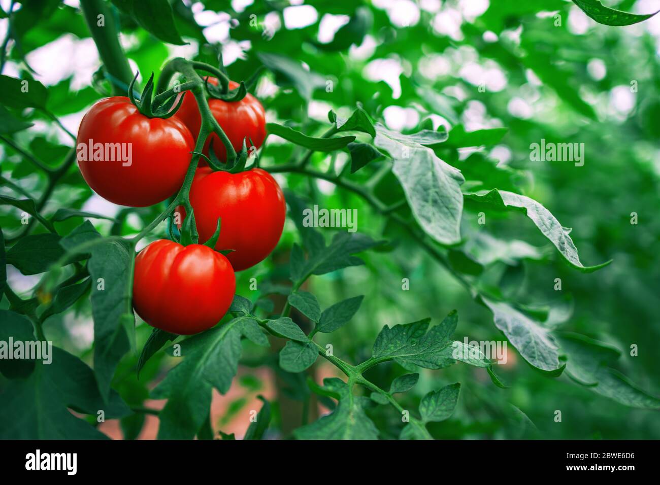 Pomodori rossi in serra. Orticoltura. Verdure. Foto Stock