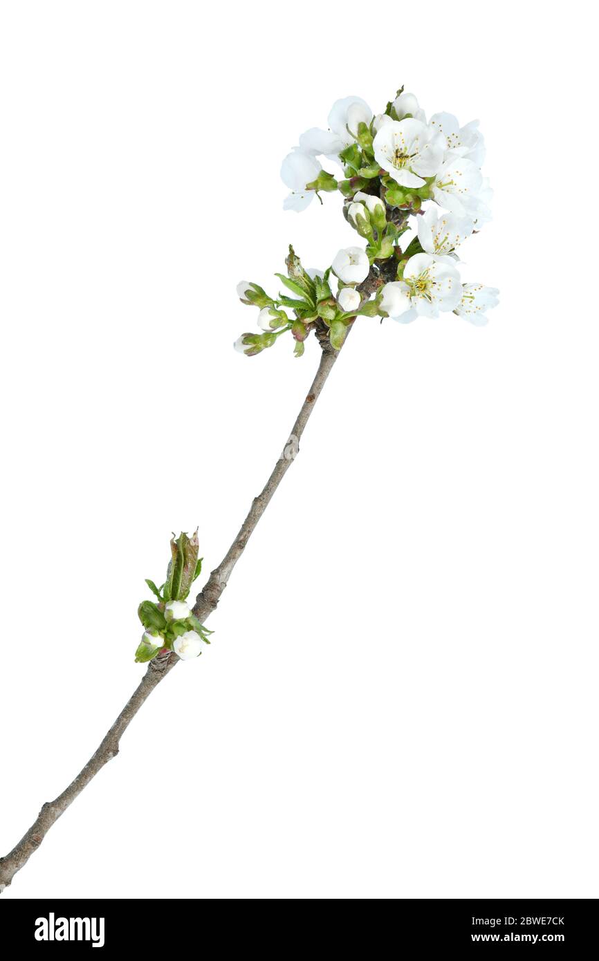 Fiori di ciliegio isolati su sfondo bianco primo piano. Foto ad alta risoluzione. Profondità di campo completa. Foto Stock