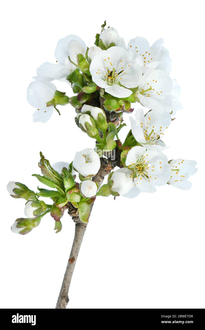 Fiori di ciliegio isolati su sfondo bianco primo piano. Foto ad alta risoluzione. Profondità di campo completa. Foto Stock