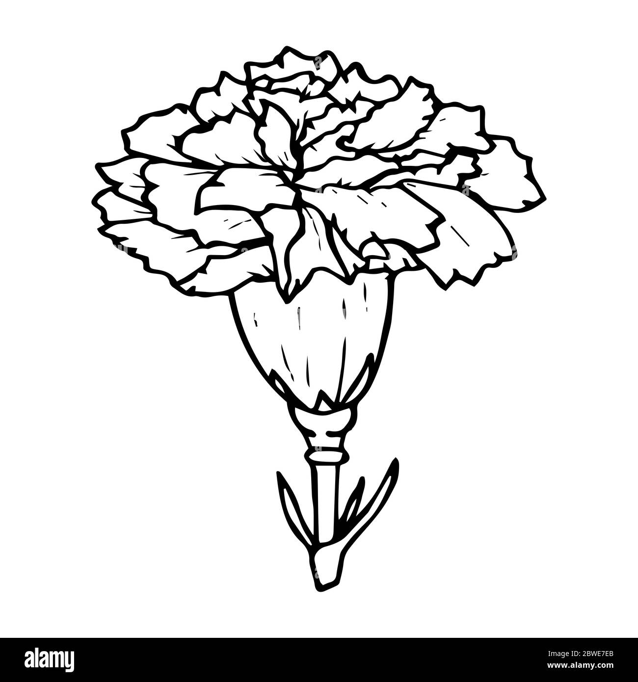 Disegno del contorno del fiore del garofano in nero isolato su sfondo bianco, illustrazione vettoriale del magazzino per disegno e decorazione, adesivo, modello, logo, Illustrazione Vettoriale