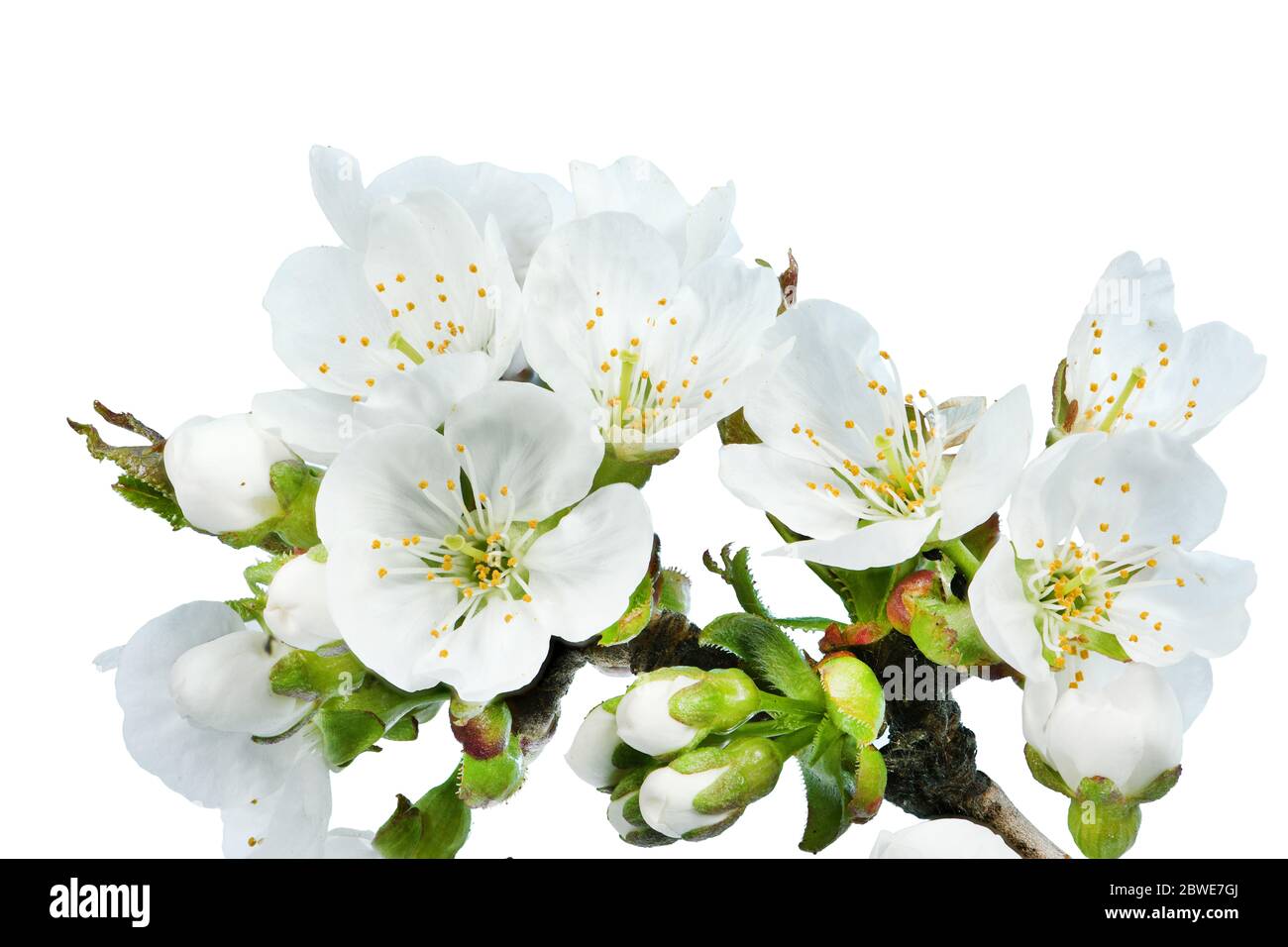 Fiori di ciliegio isolati su sfondo bianco primo piano. Foto ad alta risoluzione. Profondità di campo completa. Foto Stock