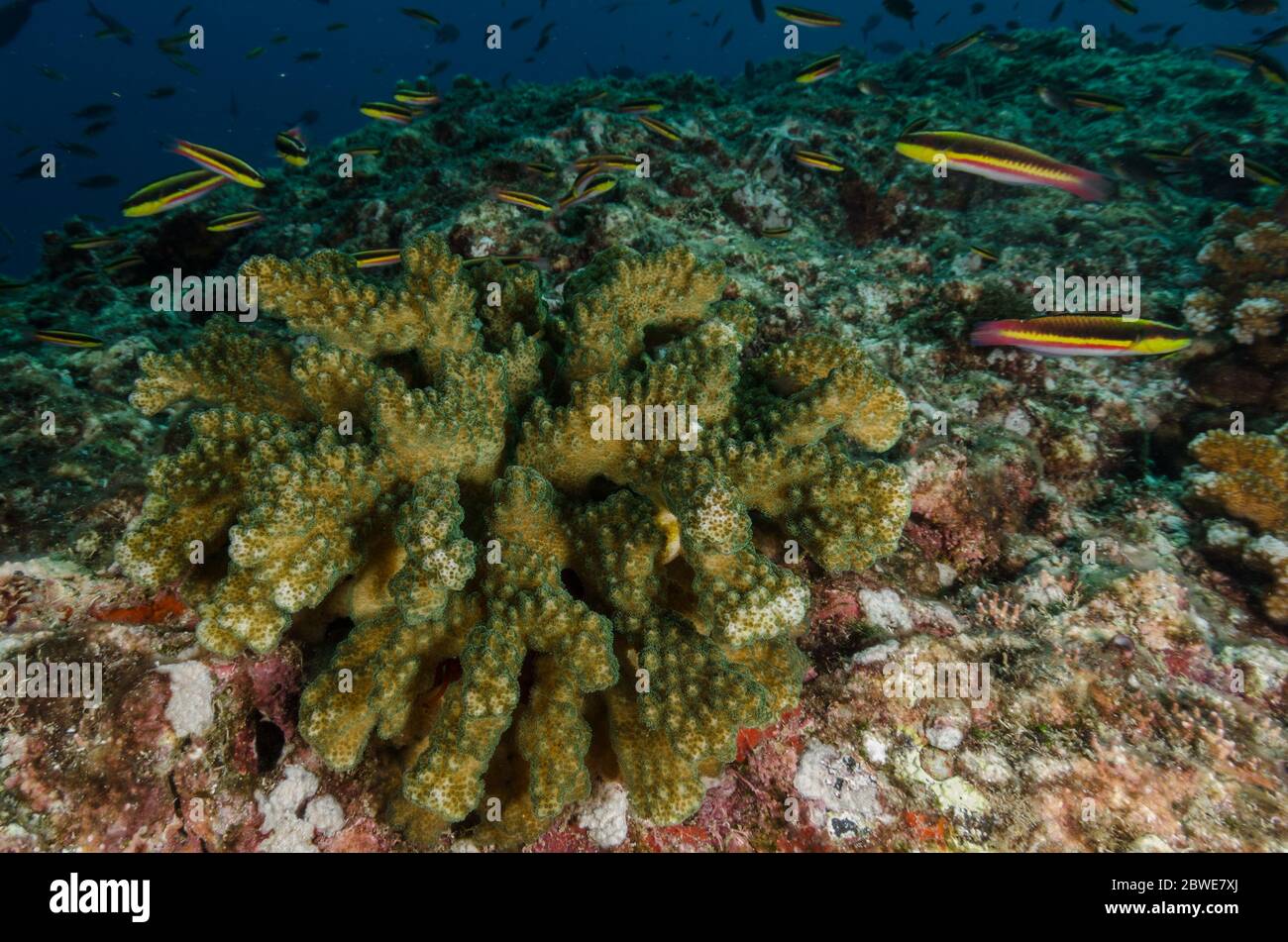 Corallo sassoso, Pocillopora elegans, Pocilloporidae, Coiba National Park, Panama, Oceano Pacifico occidentale Foto Stock