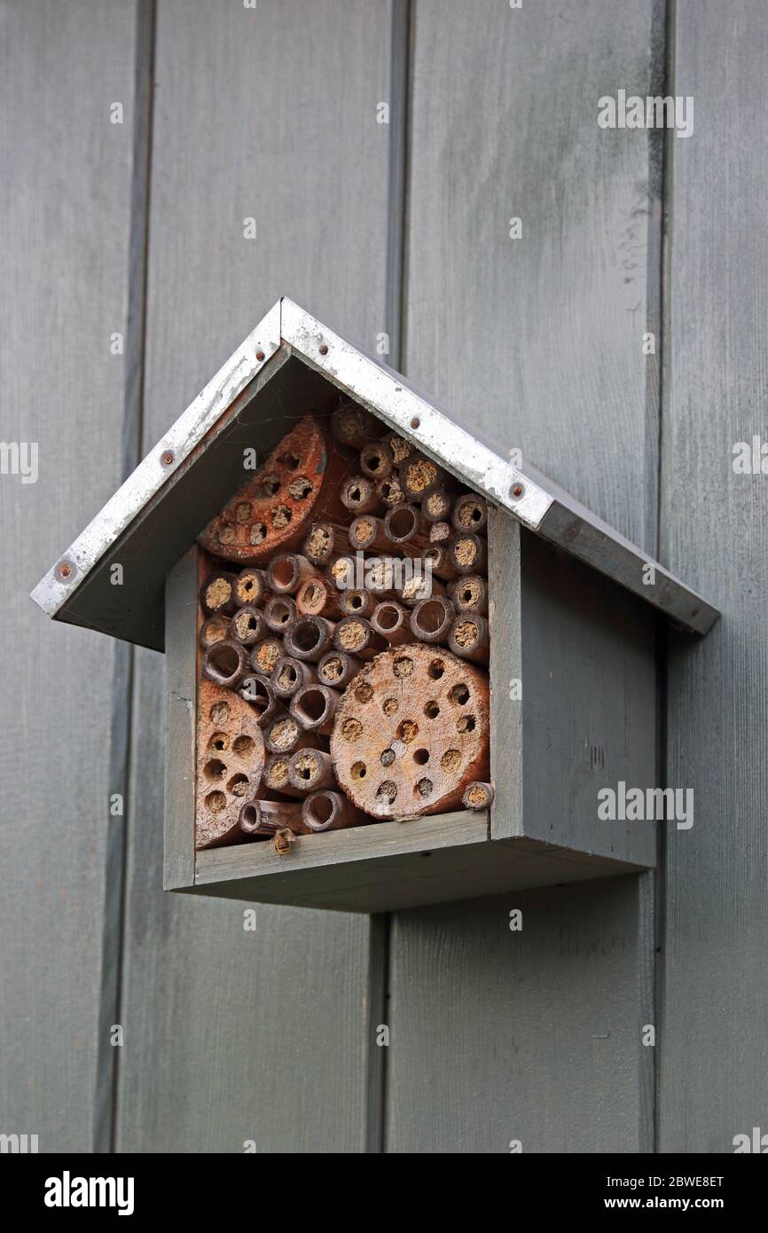 Bee Hotel, progettato per api solitarie Foto Stock