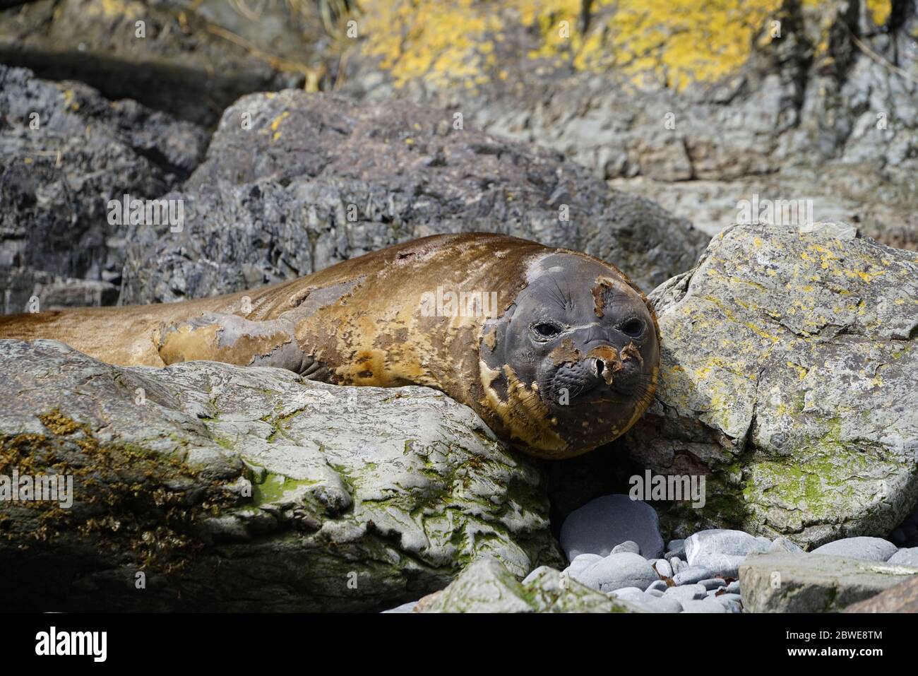 Elefante di molitura foca giacente su pietre a 'Capo Rosa' sulla Georgia del Sud. Foto Stock