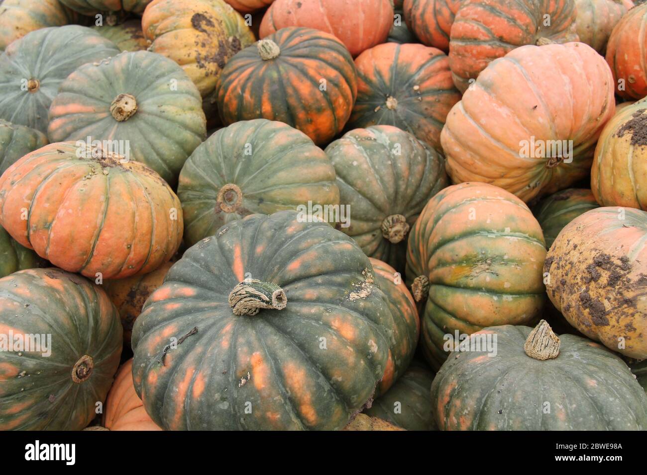 Una raccolta mista di zucche raccolte di recente. Foto Stock
