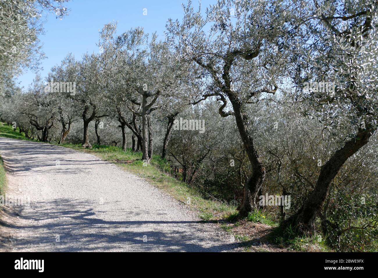 Sentiero tra gli ulivi sul Monte Subasio a Spello, Umbria, Italia Foto Stock