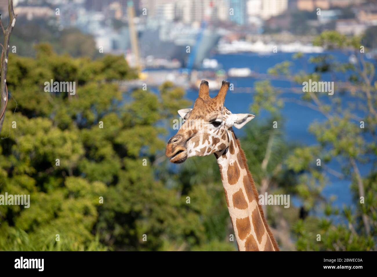 Giraffes saluto primo visitatori post civid 19 Foto Stock