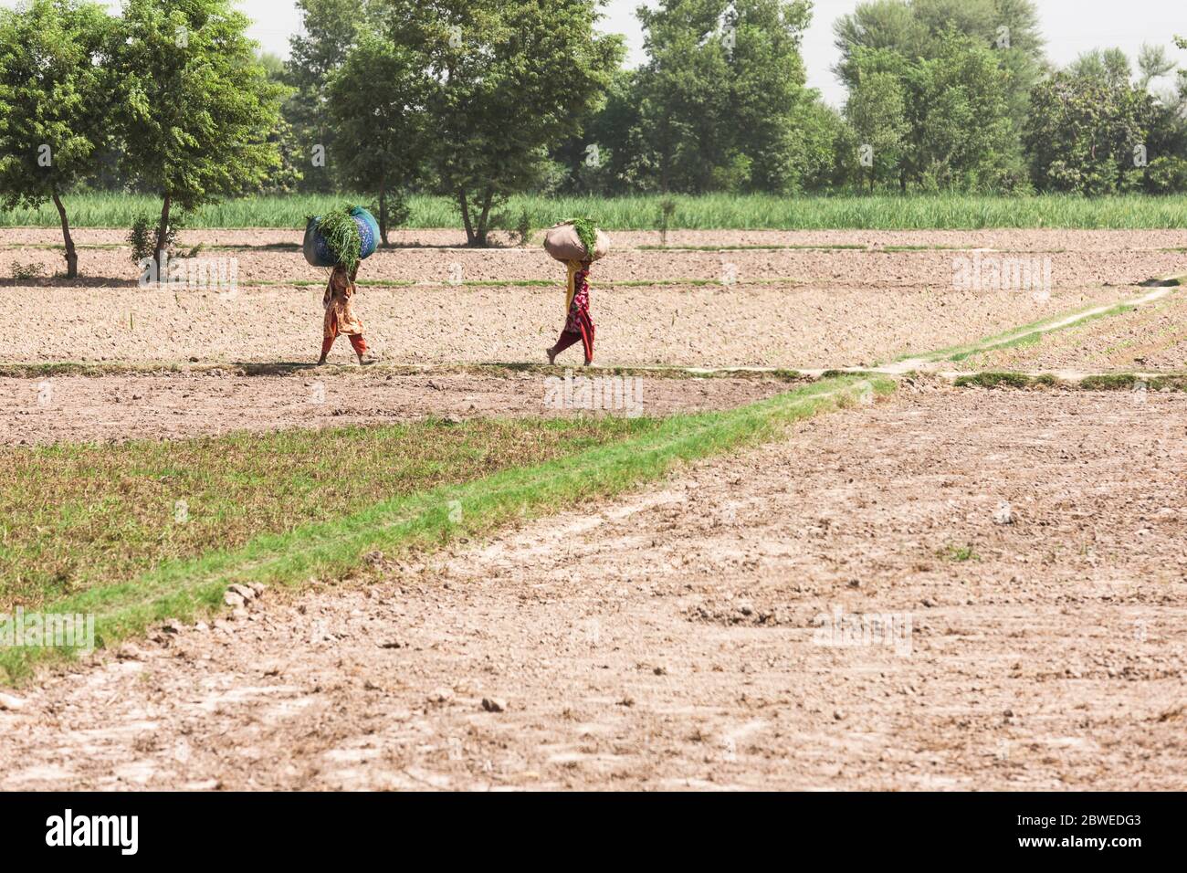 Campo agricolo vicino a Multan, Multan, provincia del Punjab, Pakistan, Asia meridionale, Asia Foto Stock