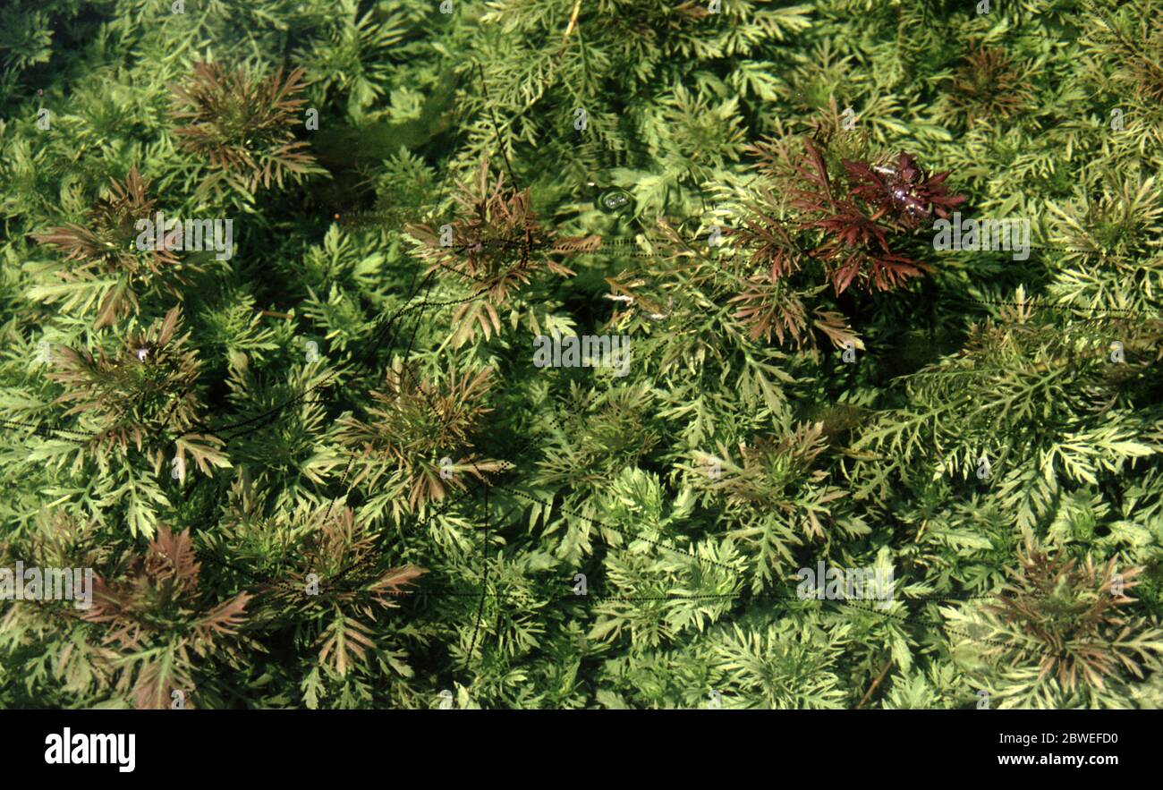 Uova di rospo asiatico comune (Duttaphrynus melanostictus) su glicine d'acqua (Hygrophila difformis) Foto Stock