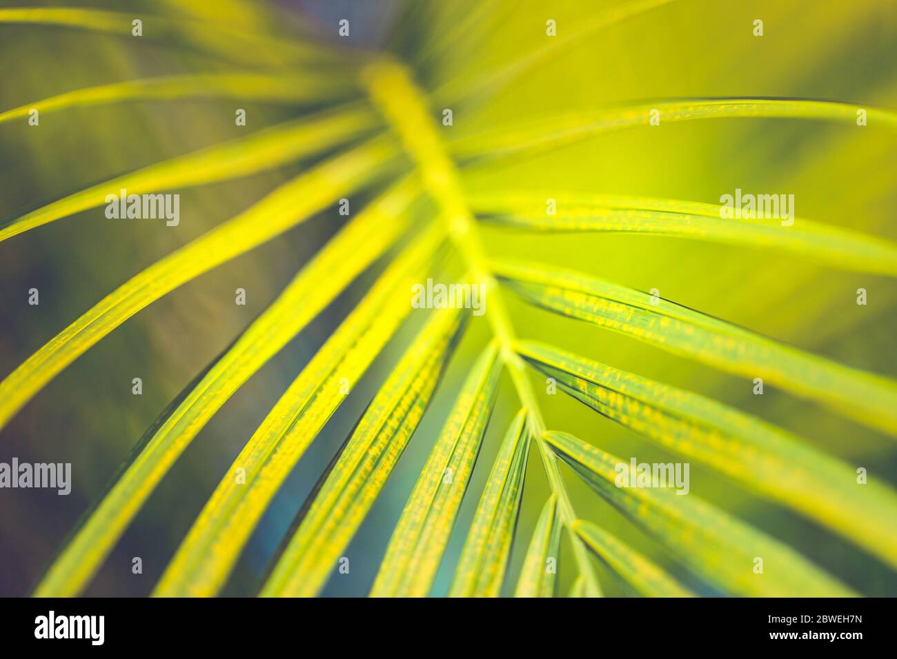 Layout creativo di motivi naturali fatto di fiori tropicali e foglie. Foto Stock