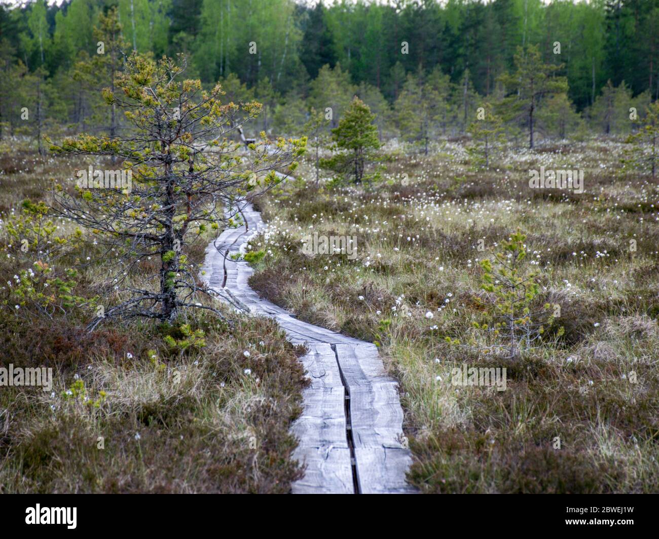 Boschetto foresta sfondo naturale. Vegetazione paludosa, passerelle in legno nella palude, vegetazione selvaggia, palude di Niedraju Pilkas, Lettonia Foto Stock