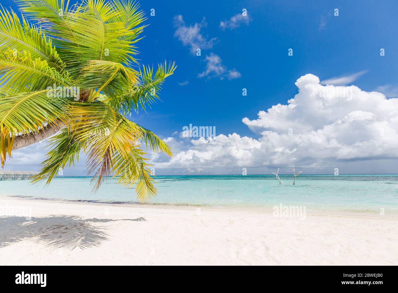 Isola Paradiso, spiaggia di lusso con foglie di palma verdi di sabbia bianca e cielo blu. Spiaggia tropicale scena, vacanza o vacanze estive vibrazioni, moods Foto Stock