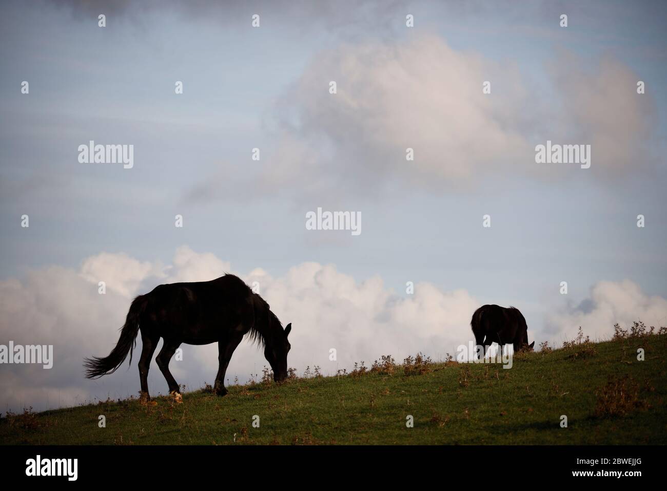 Vista dei cavalli in controluce sul Monte Subasio, Umbria, Italia Foto Stock