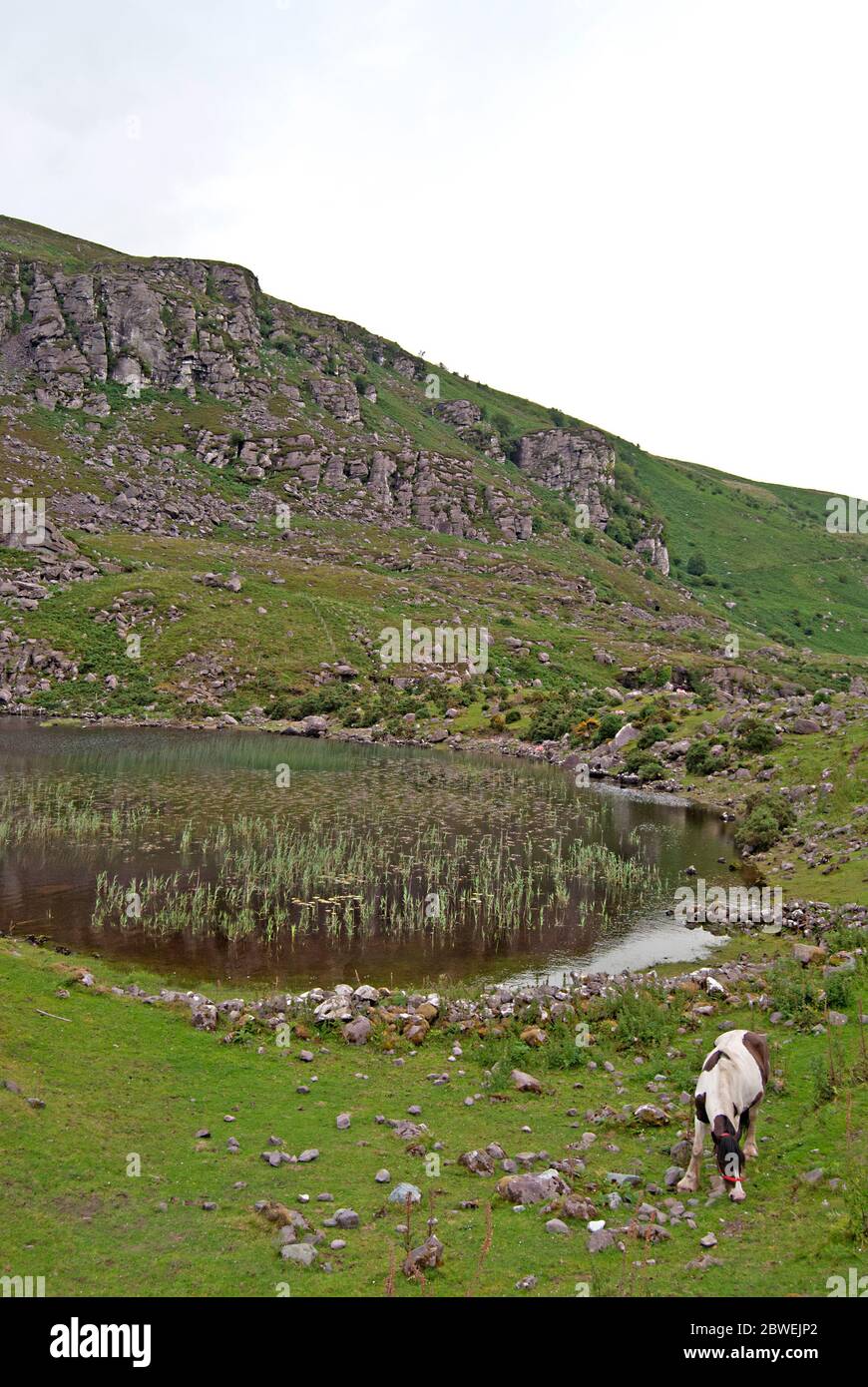 Un cavallo su un prato di fronte ad un lago in Irlanda Foto Stock