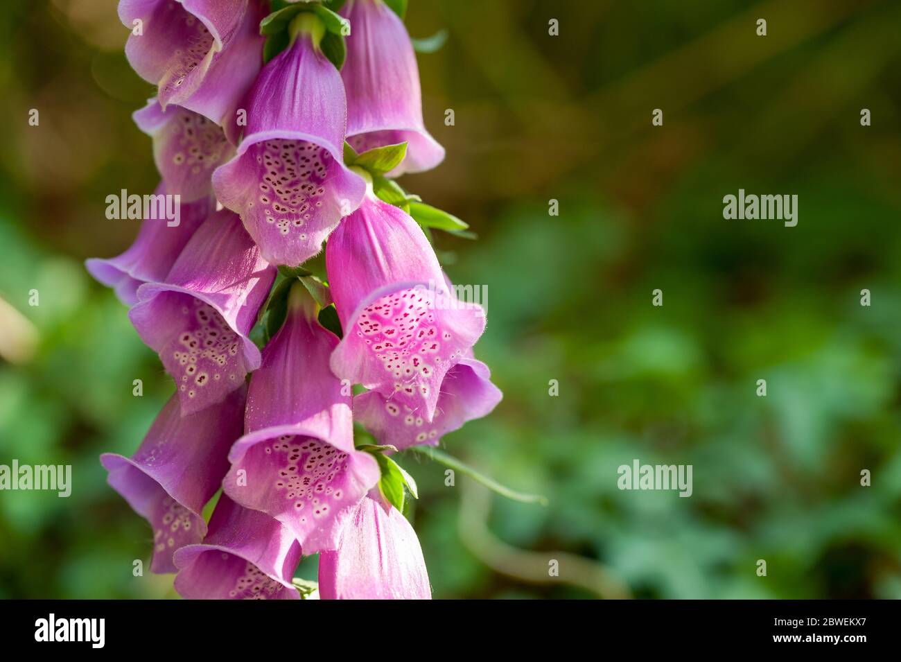 Primo piano di guanti Wild Foxwoves Foto Stock