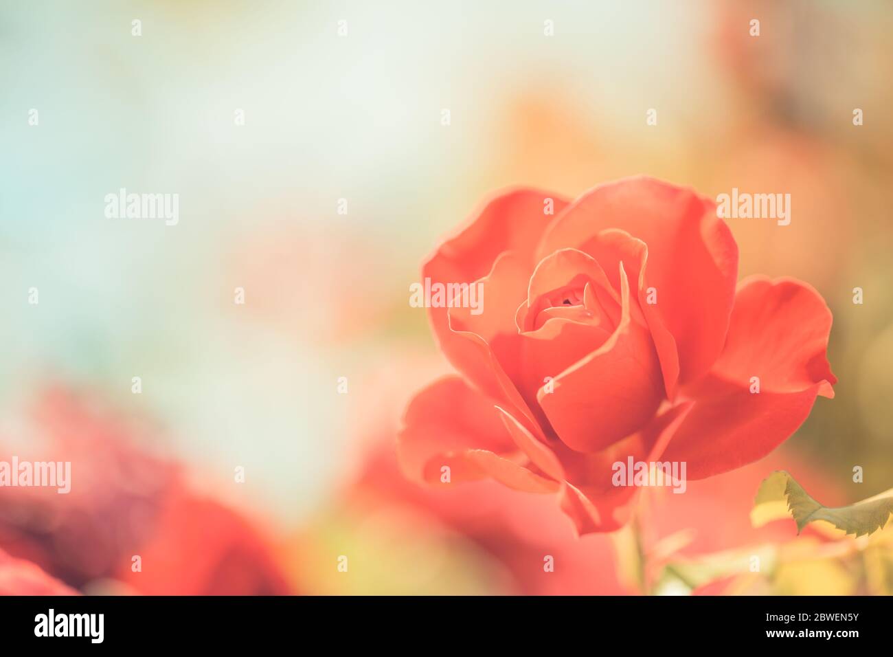 Primavera floreale ampio banner panoramico con fiori rosa fiore favoloso giardino estivo su offuscato sole luminoso. Estate rose sole sfocare natura Foto Stock