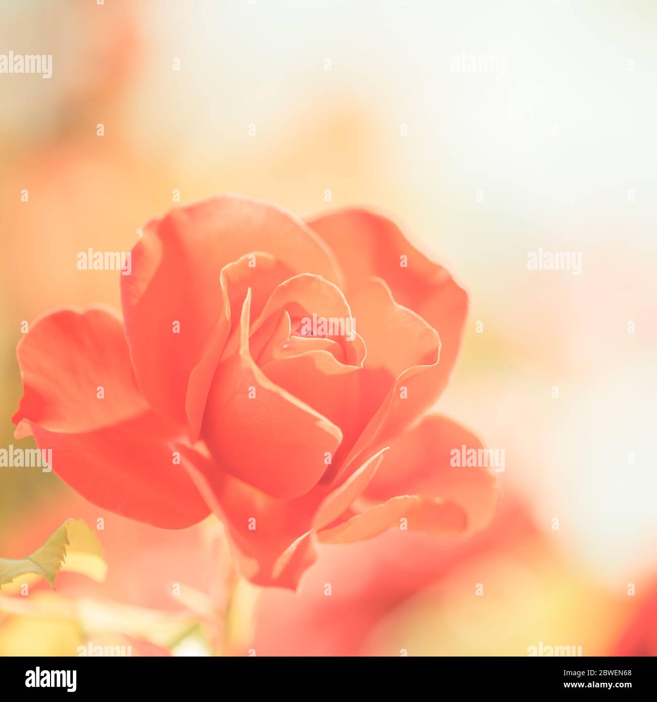 Primavera floreale ampio banner panoramico con fiori rosa fiore favoloso giardino estivo su offuscato sole luminoso. Estate rose sole sfocare natura Foto Stock