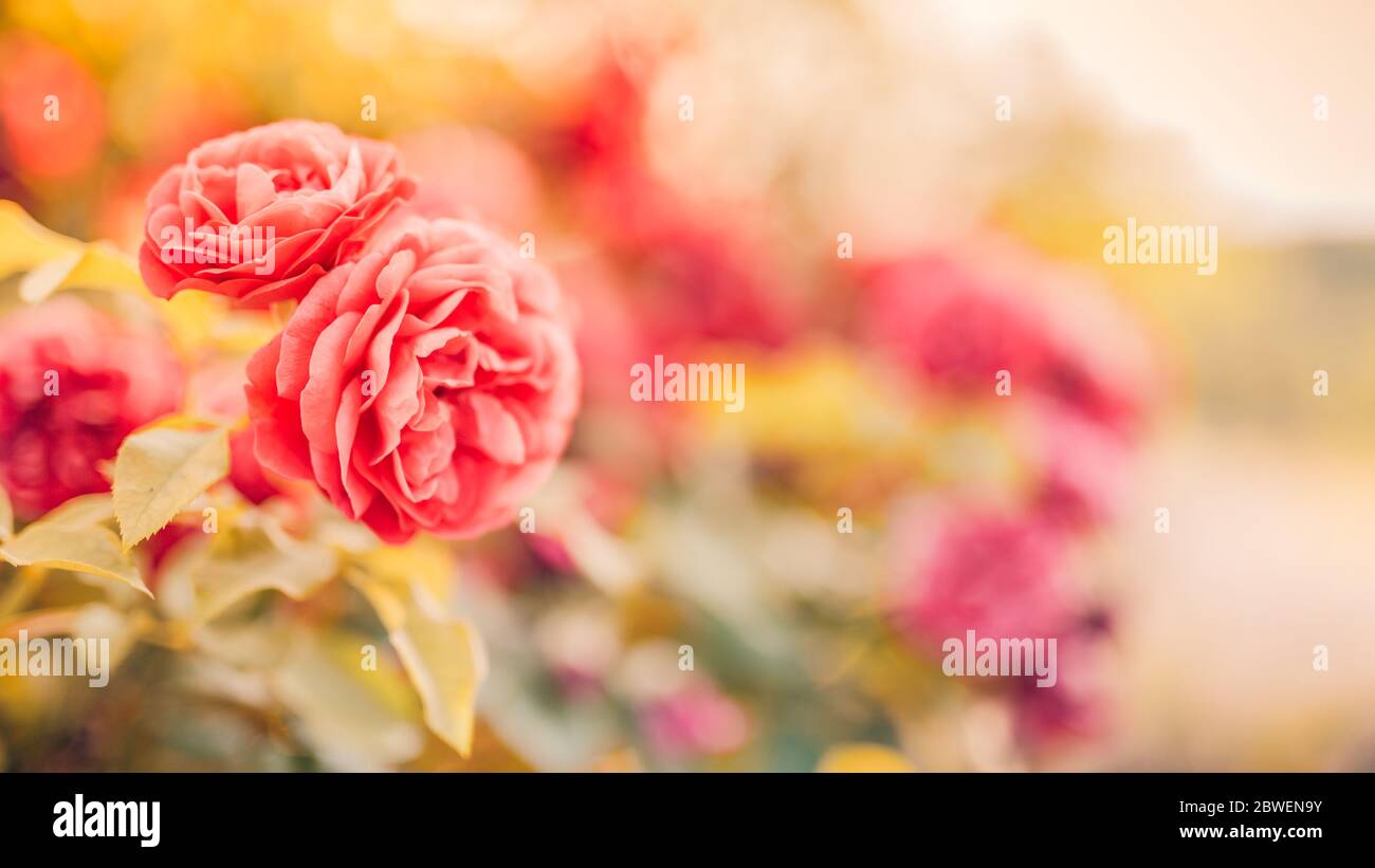 Primavera floreale ampio banner panoramico con fiori rosa fiore favoloso giardino estivo su offuscato sole luminoso. Estate rose sole sfocare natura Foto Stock