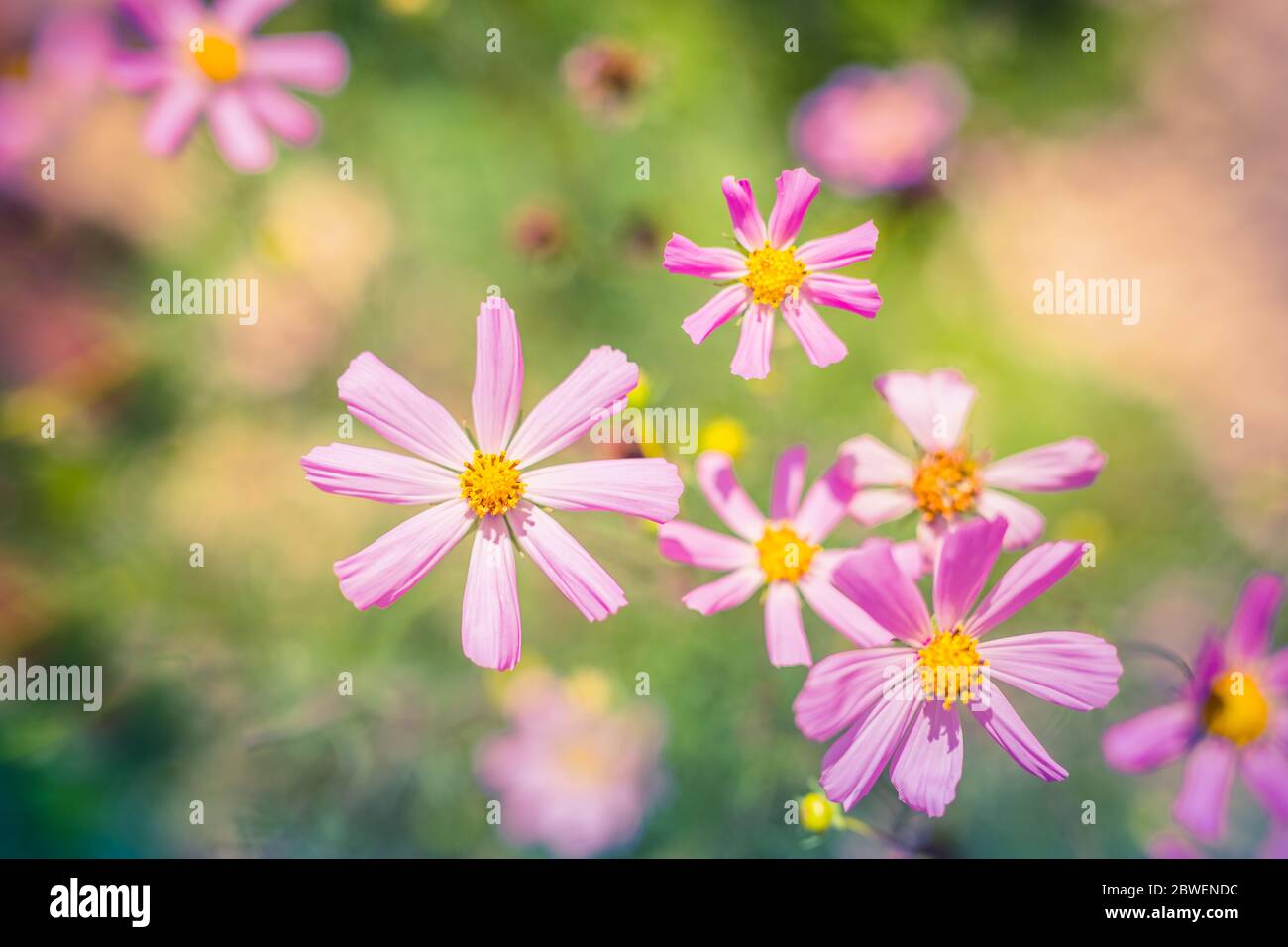 Artistico fiori immagini e fotografie stock ad alta risoluzione - Alamy