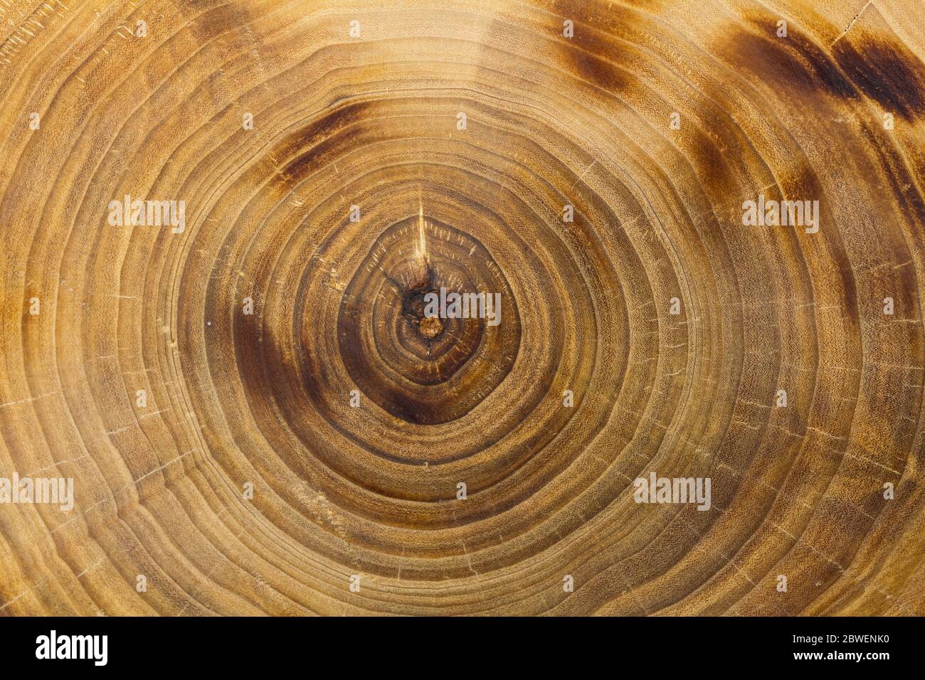 Primo piano tronco di pioppo, anelli di crescita. Struttura di legno bruciato. Foto Stock