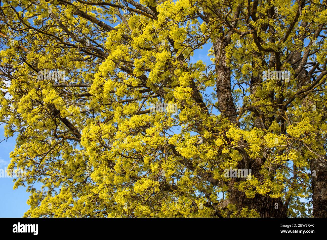Acer platanoides, fiori d'acero norvegese, Finlandia Foto Stock