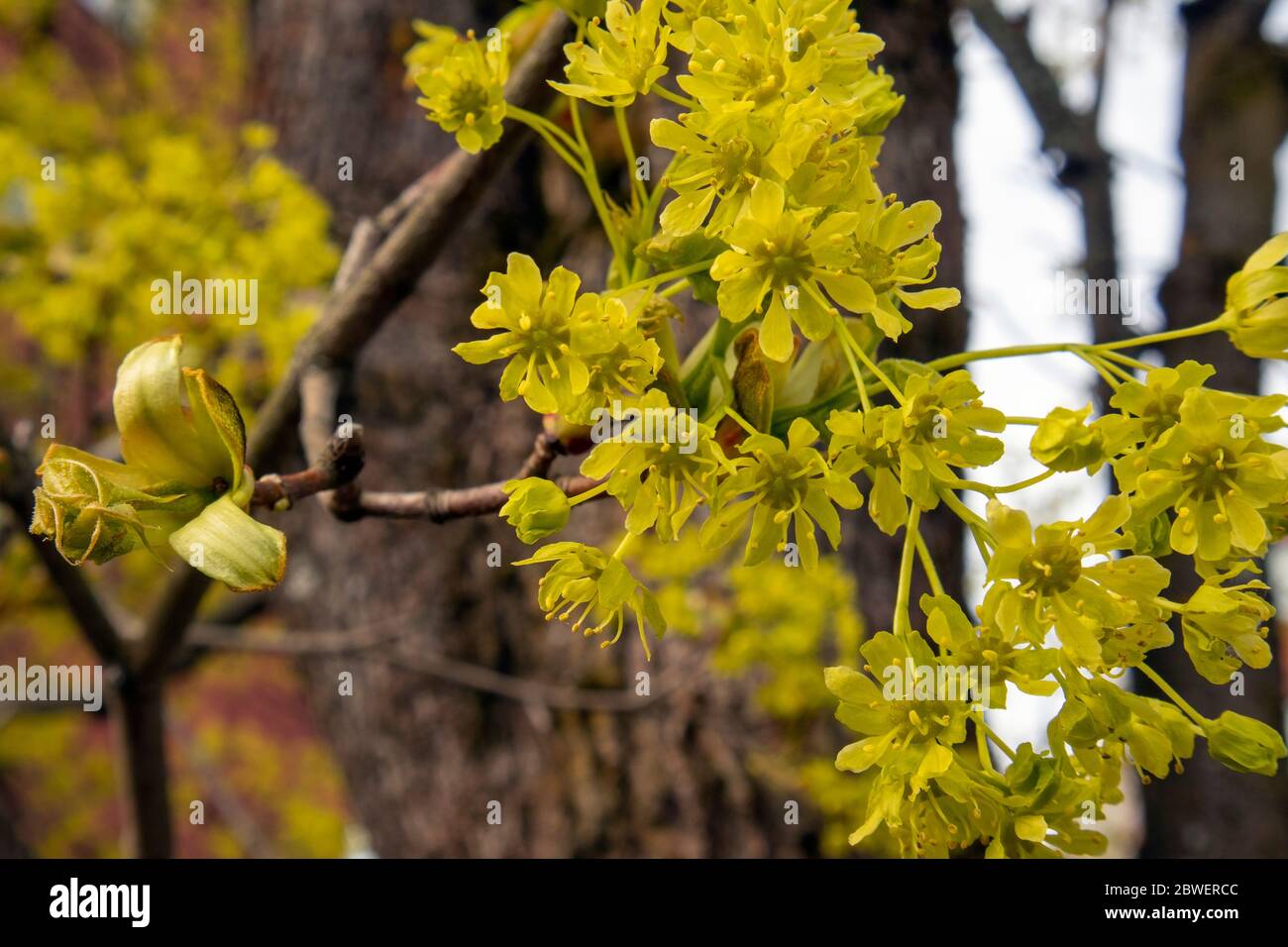 Acer platanoides, fiori d'acero norvegese, Finlandia Foto Stock