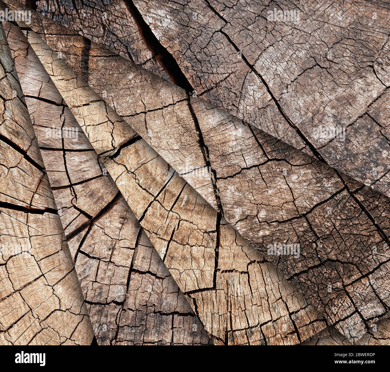 Molti alberi inciampi sfondo. Mosaico di marrone cracked e taglio motivo texture legno sfondo Foto Stock