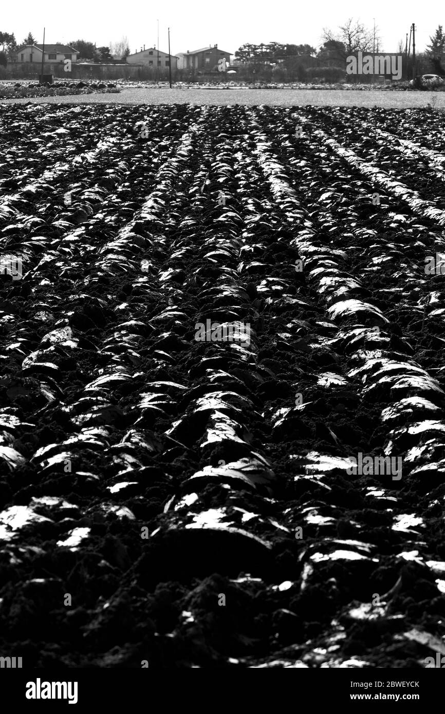 Campo arato nella campagna umbra in Italia, visto contro la luce, con i coaguli che riflettono il sole come specchi Foto Stock