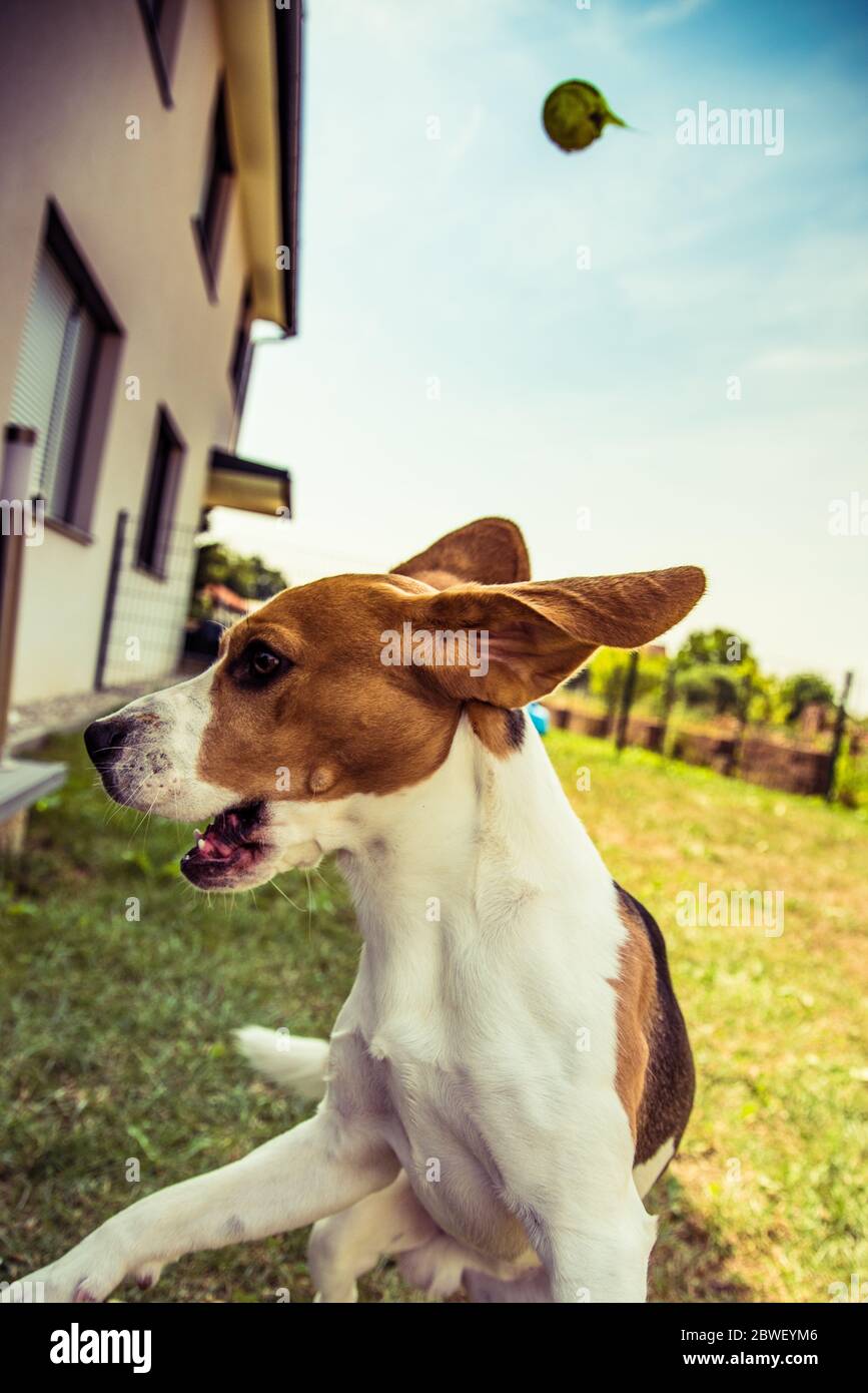 Cane eseguire beagle jumping divertimento in giardino d'estate Foto Stock