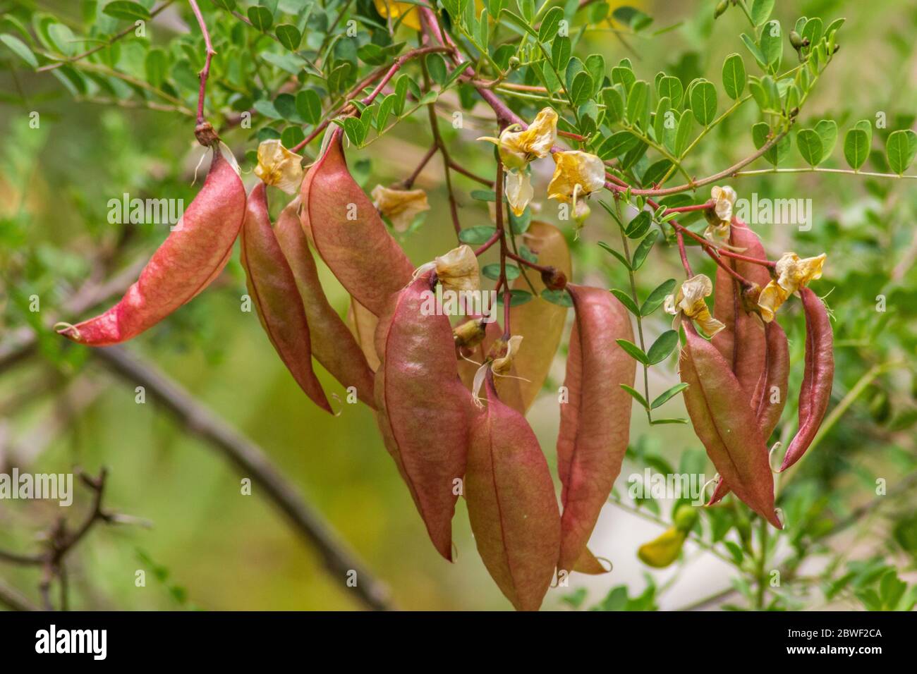 Colutea arborescens Hispanica, pod di semi della pianta vescica Senna Foto Stock