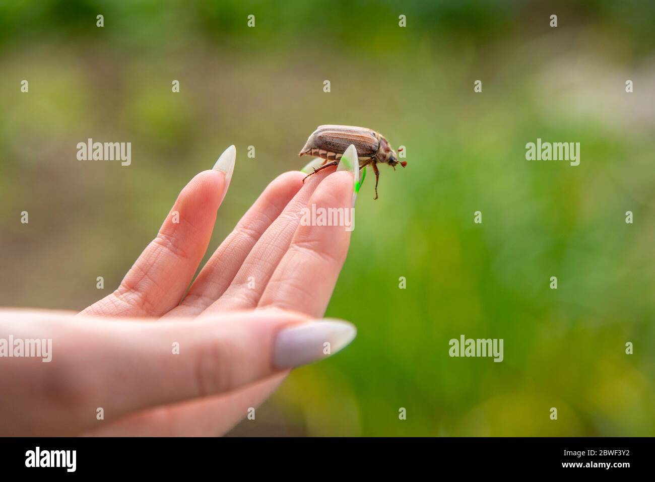 scarafaggio su un dito femminile, fondo verde morbido. Foto Stock