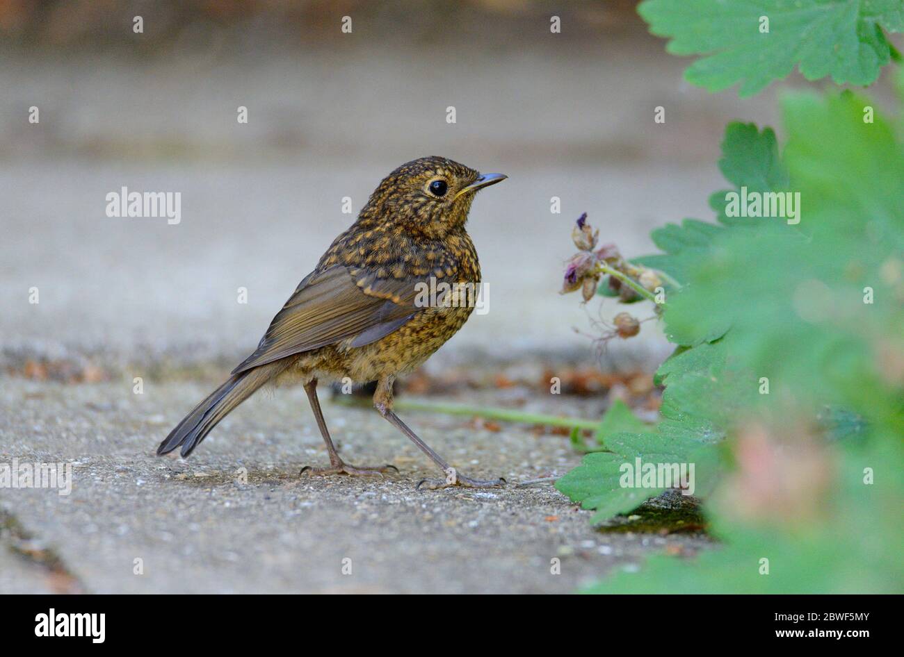 European Robin (Erithacus rufecula) giovane, in un giardino, fine maggio, Kent, Regno Unito Foto Stock