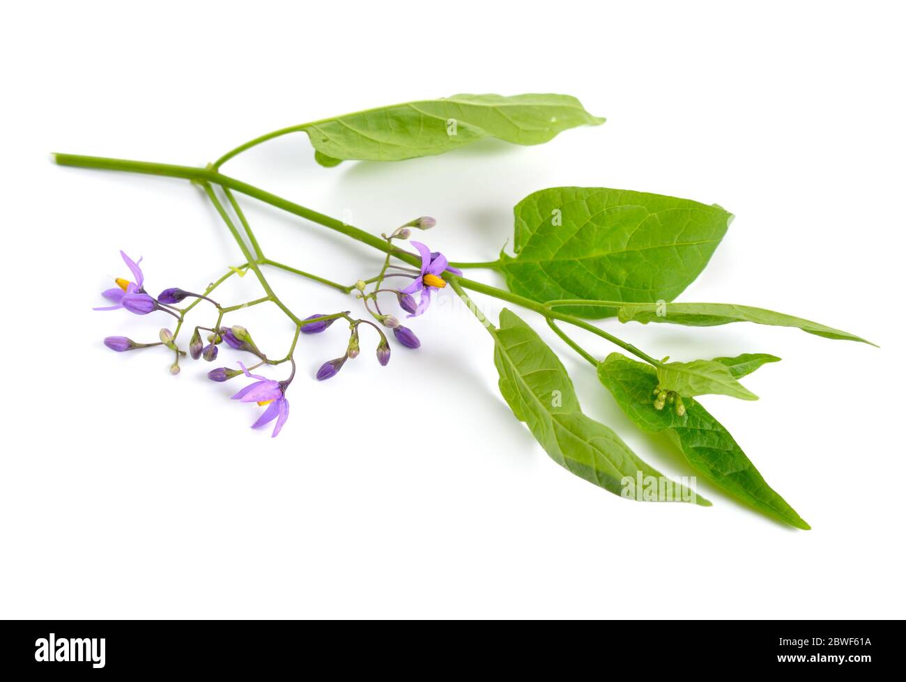 Solanum dulcamara, amaro, amaro, amaro, sfumatura notturna. Isolato. Foto Stock