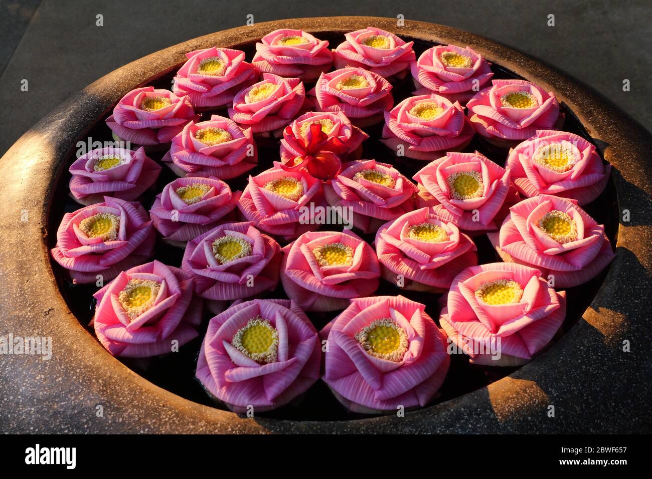 Fagiolo di India o petali di fiori di loto sacro sono stati piegati nella forma di un fiore rosa sull'acqua in bacino marrone scuro, acqua tropicale Lilly d Foto Stock