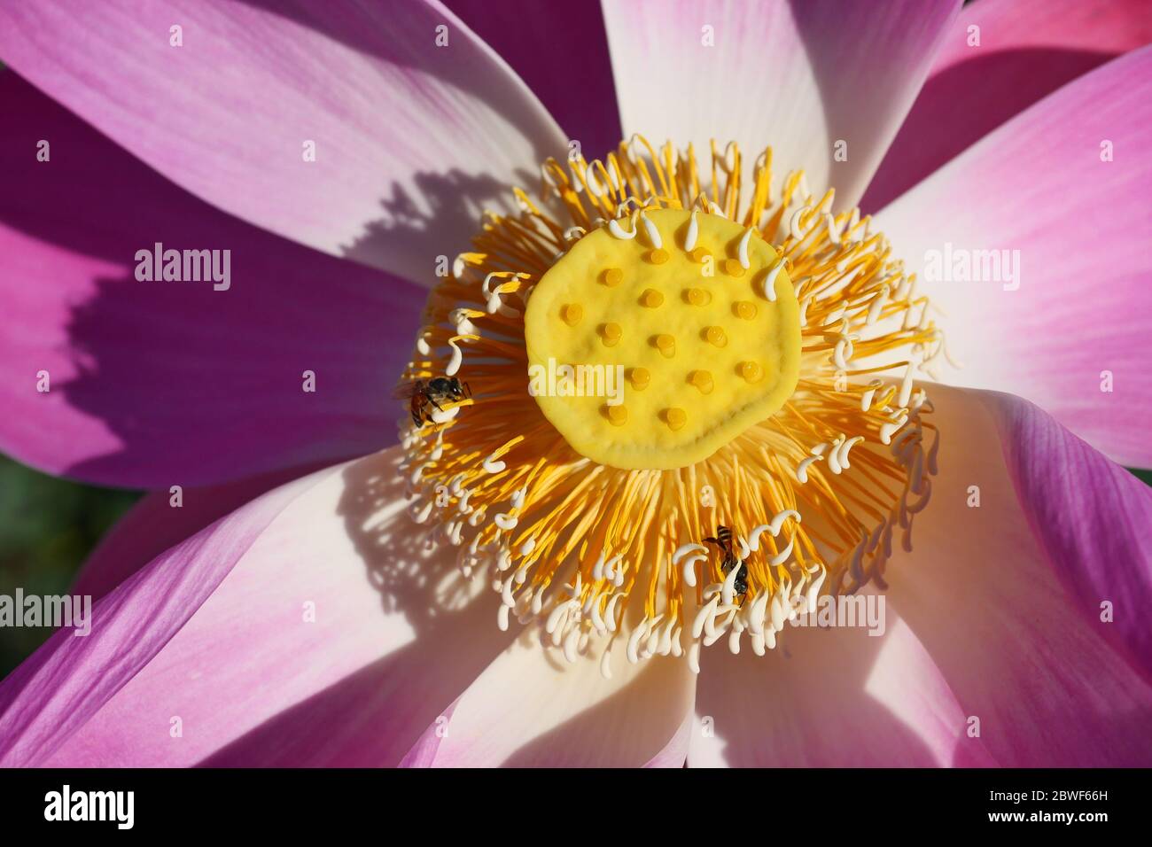 Fagiolo di India o fiore di loto sacro con sfondo verde naturale, ape con petali rosa e polline giallo in acqua lilly fiore , pianta tropicale Foto Stock