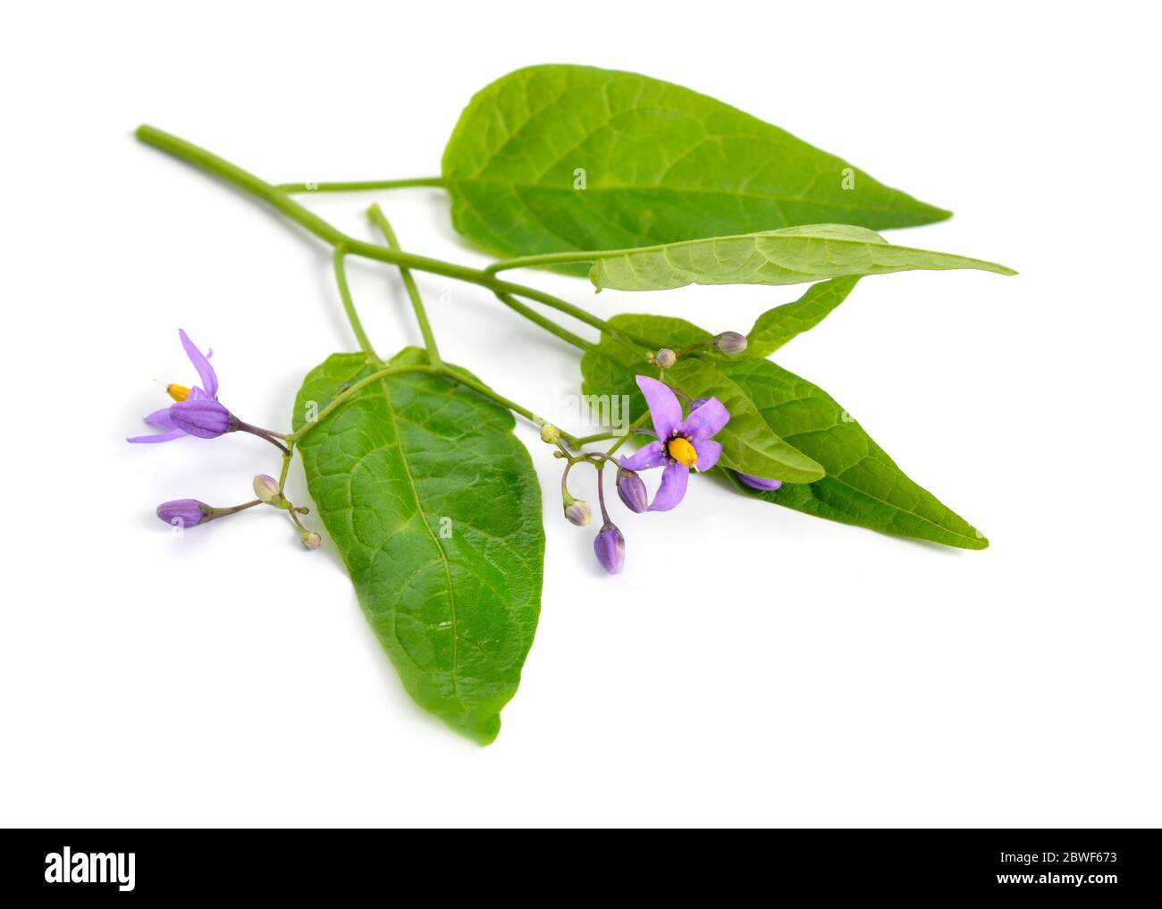 Solanum dulcamara, amaro, amaro, amaro, sfumatura notturna. Isolato. Foto Stock