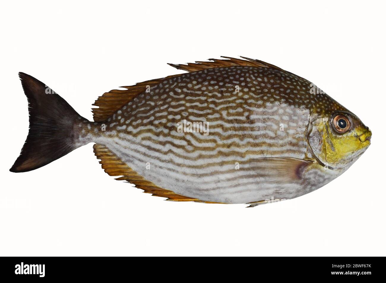 Primo piano pesce coniglio Java o pesce spinefoot Bluespotato o striato ( Siganus javus ) isolato su sfondo bianco Foto Stock
